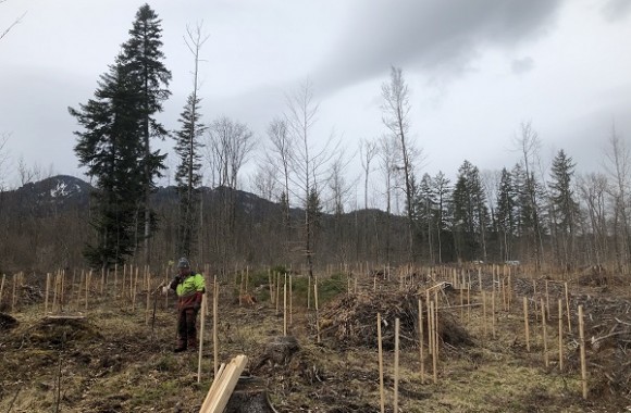 500 Bäume neu gepflanzt